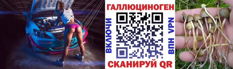 Галлюциногенные грибы Psilocybine cubensis  Геленджик 